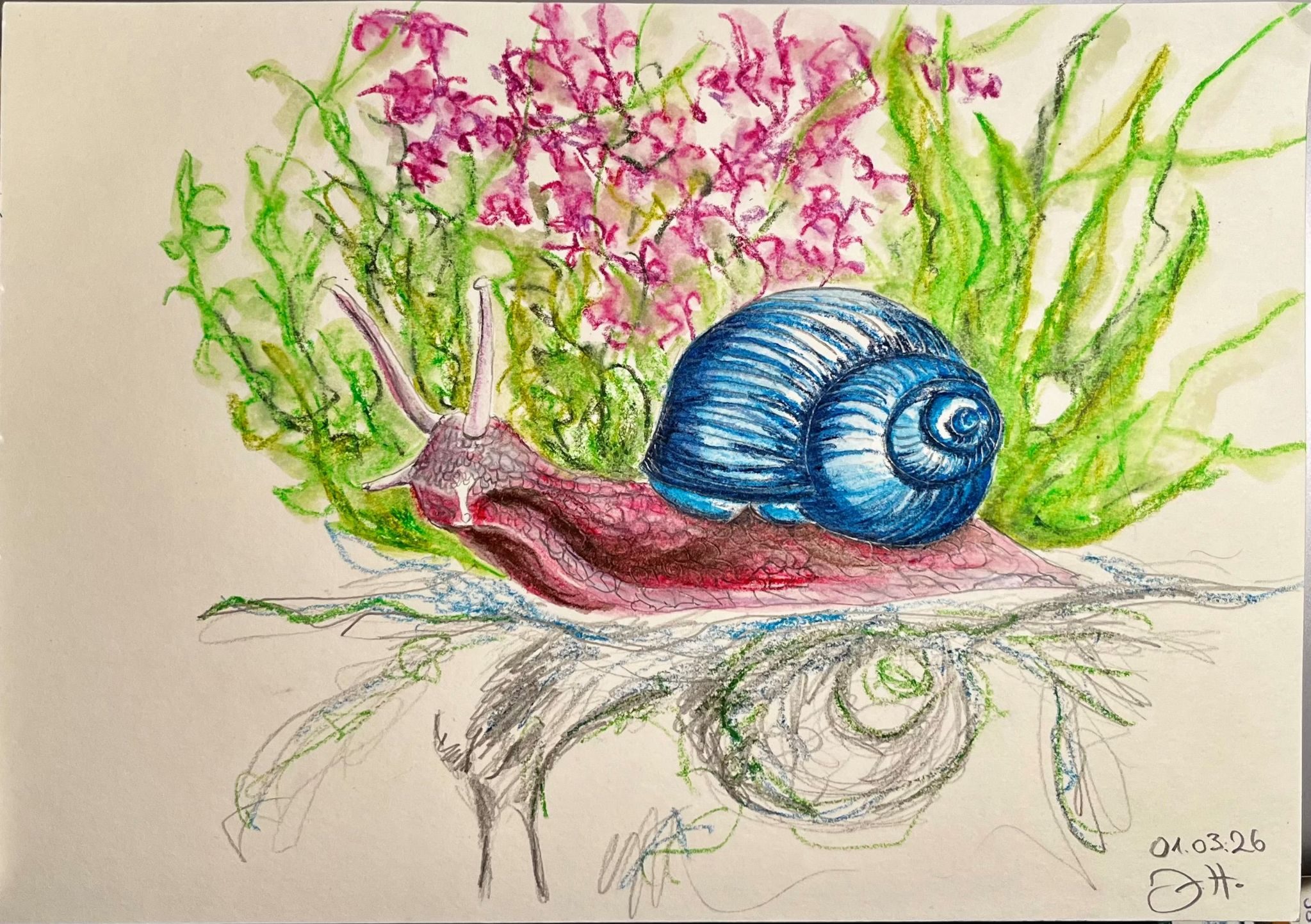 It's a coloured pencil drawing showing a big snail with a purple body and a blue snail shell. In the background there are several green and red plants; the snail is reflected a bit on the ground.