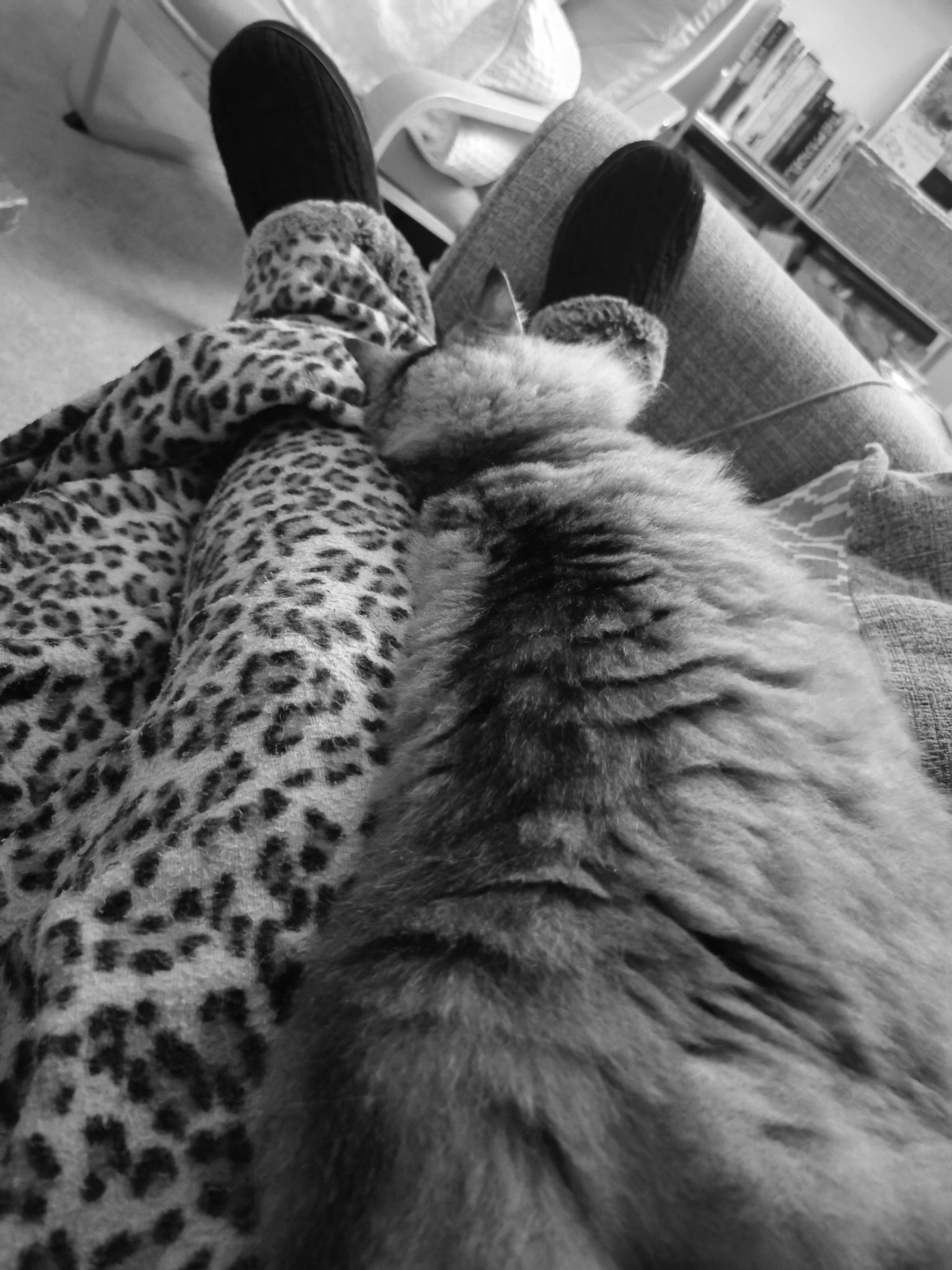 a fluffy tabby cat lies stretch out down the length of persons legs covered in a leopard print throw and slippered feet at the end