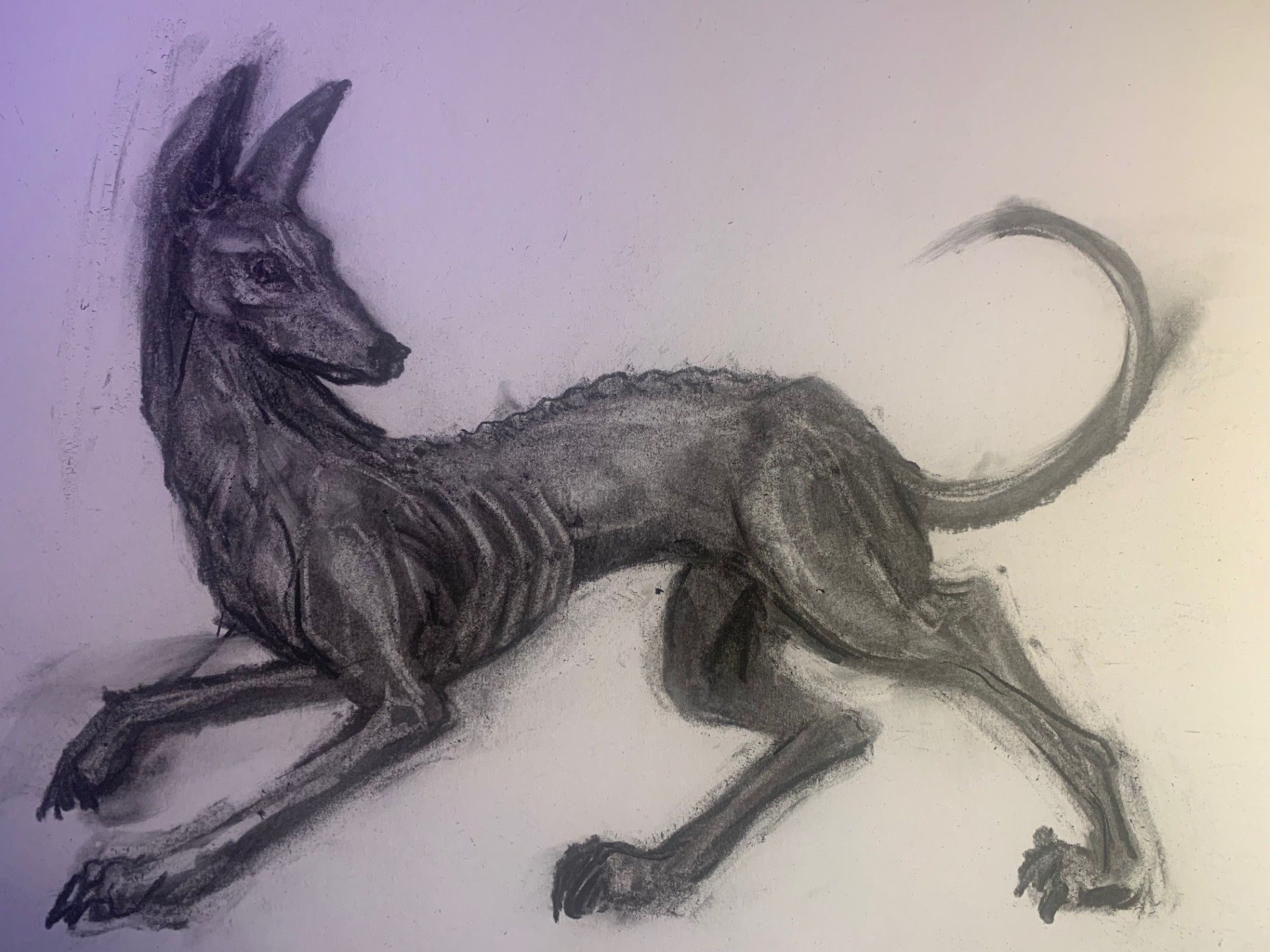 Charcoal drawing of an jackal