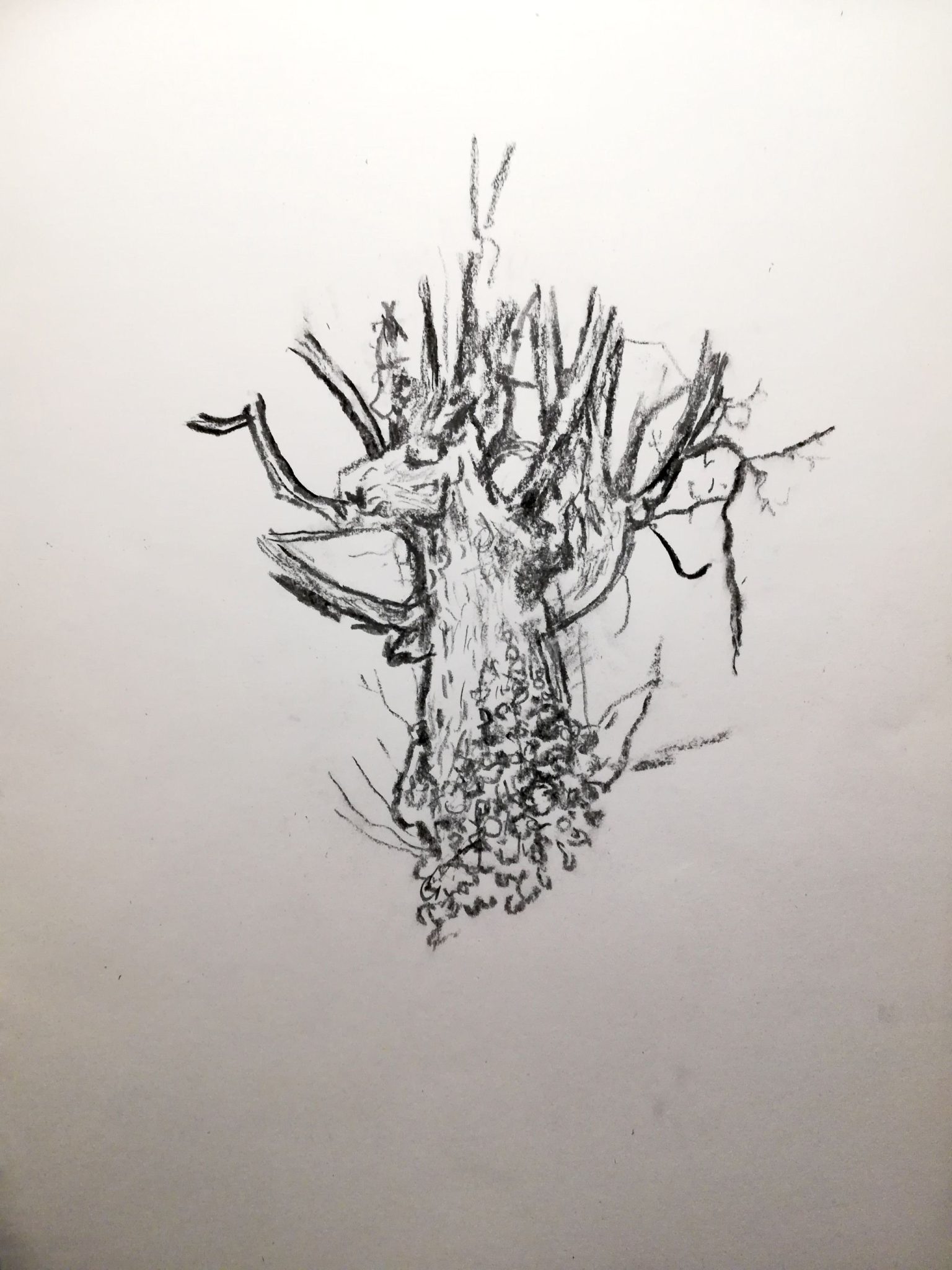 charcoal and graphite on paper (with banished paw prints)