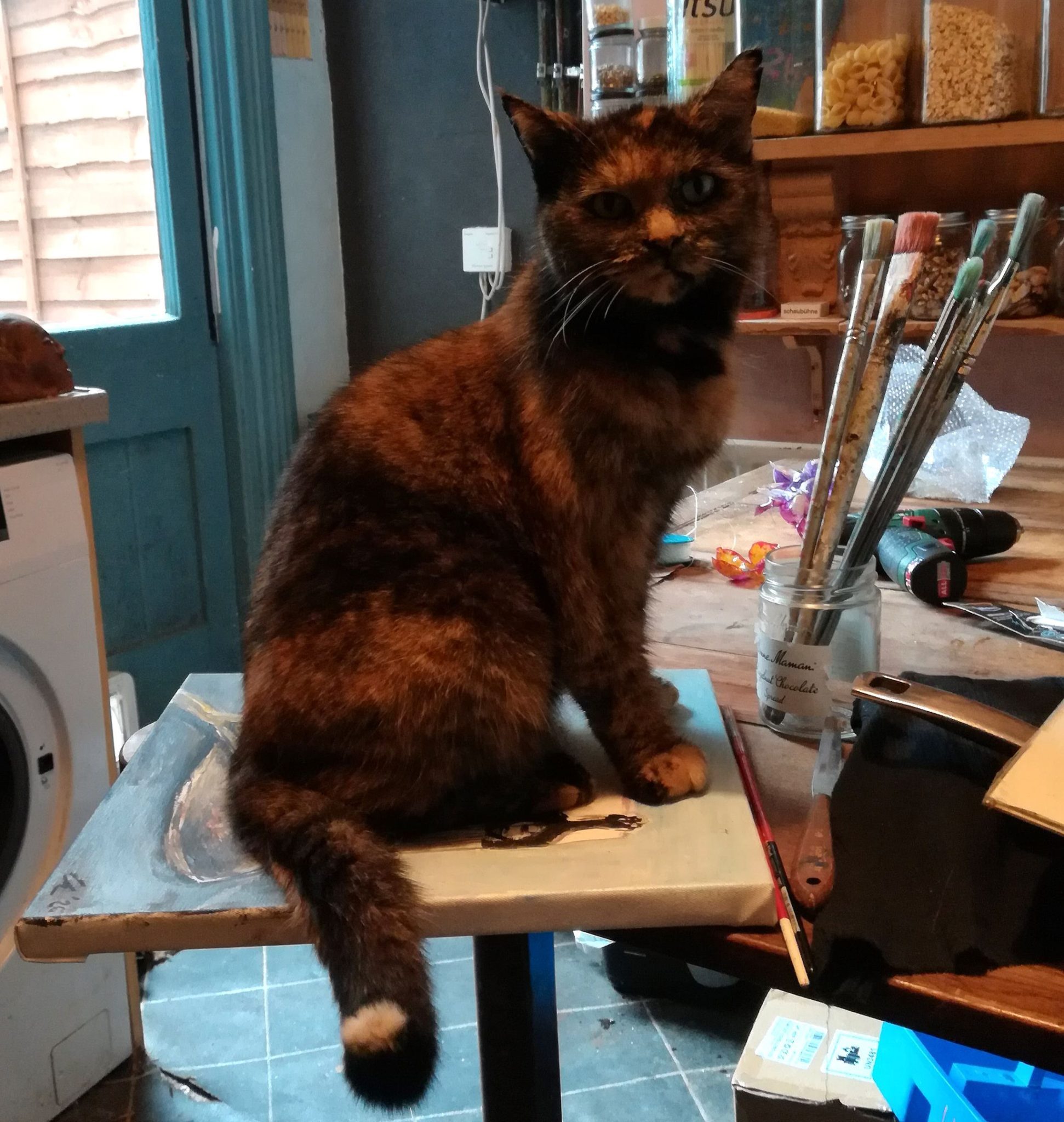 Cat sitting on signed painting, looking startled, on kitchen table, paintbrushes at the ready