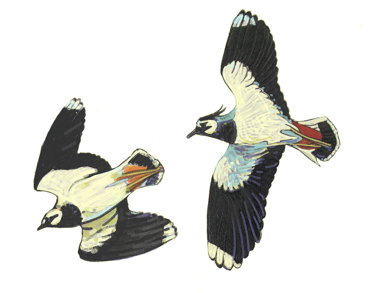 To be added to the bus wrap along with Marsh reeds, ducks and ear landscape still to go!