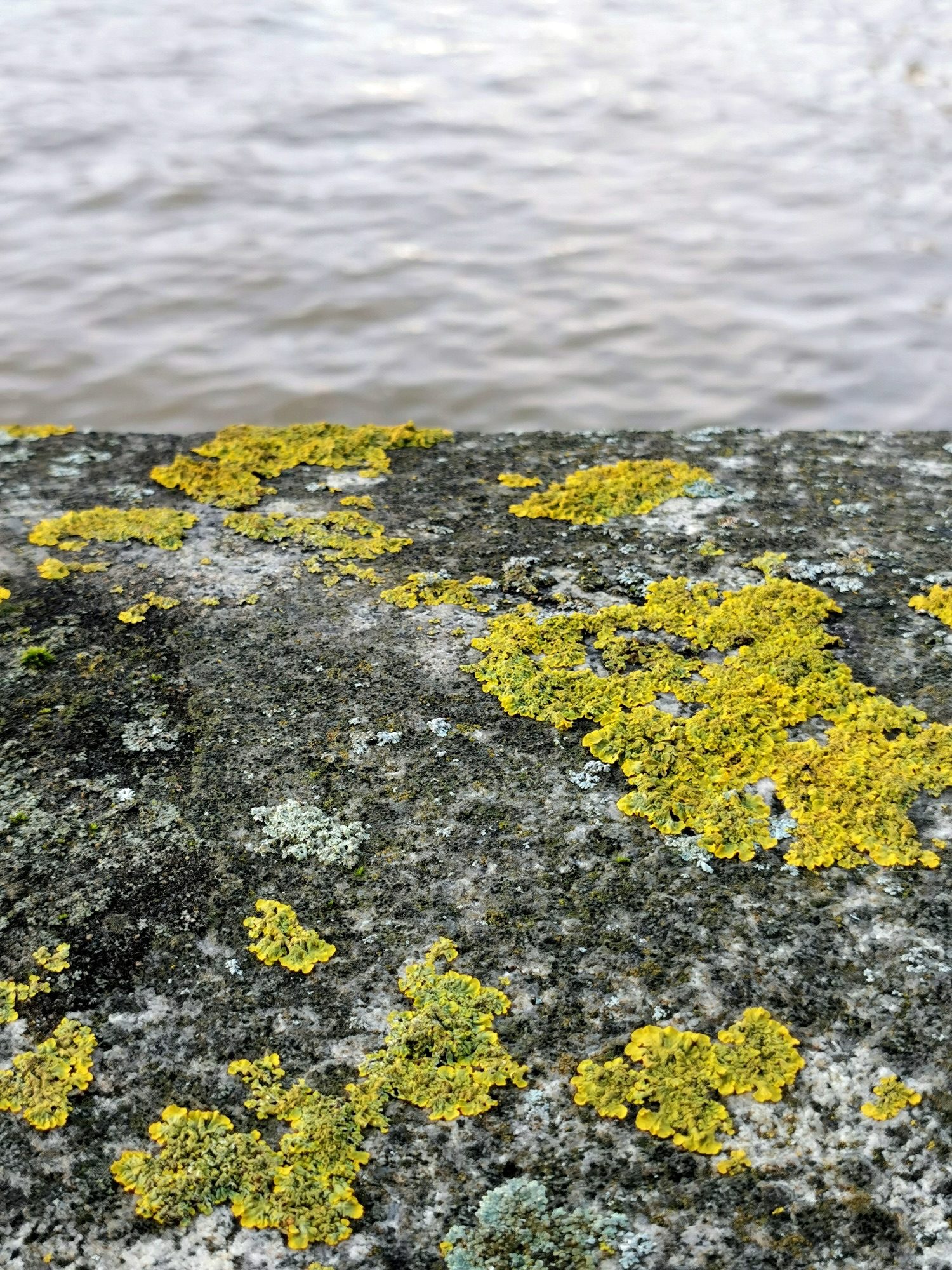 some bright yellow patches of lichen on a grey textured all takes up the bottom two-thirds of a photograph. the top half is the Thames.