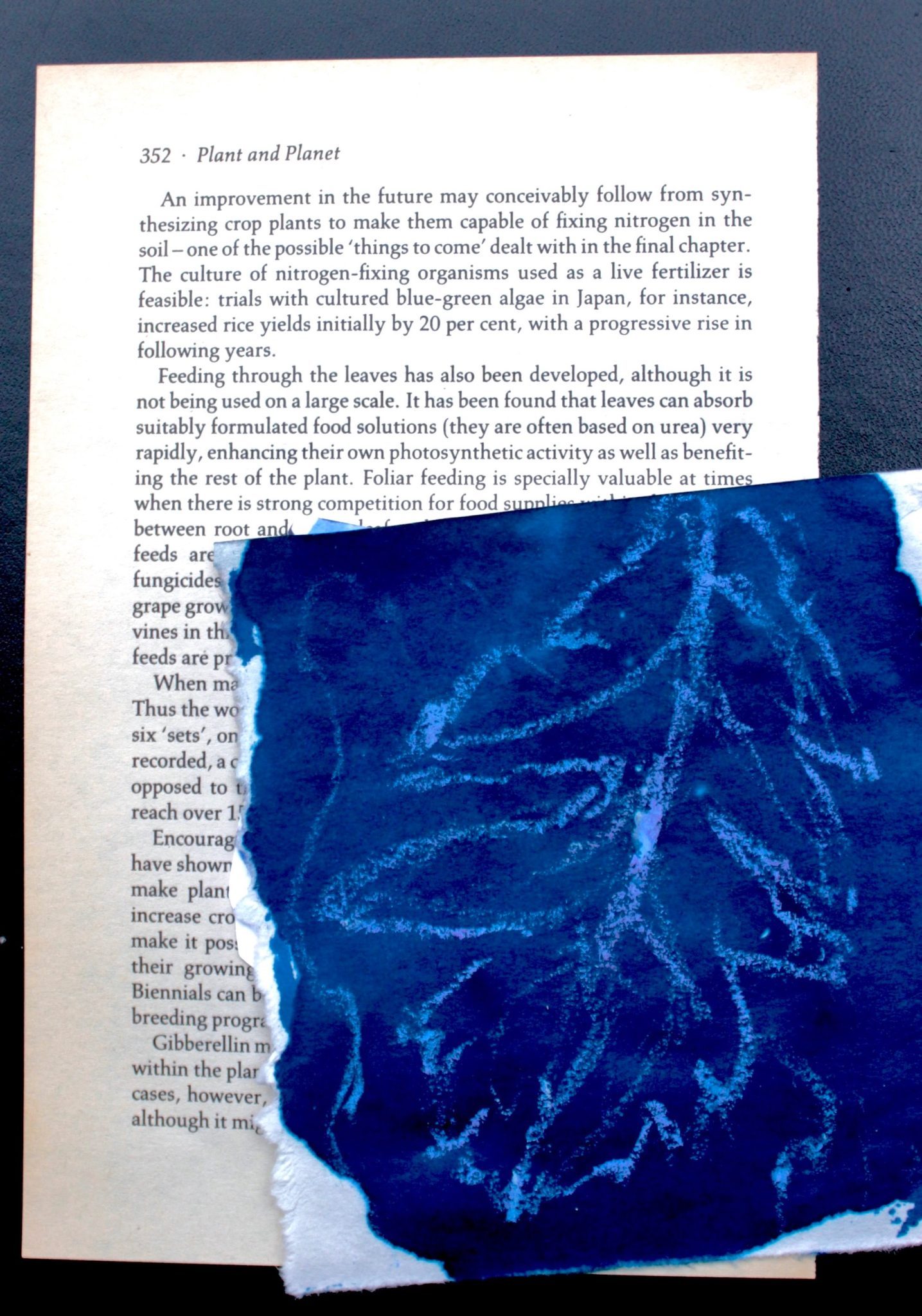 Yellowed book page with drawing of leaf on Cyanotype blue paper