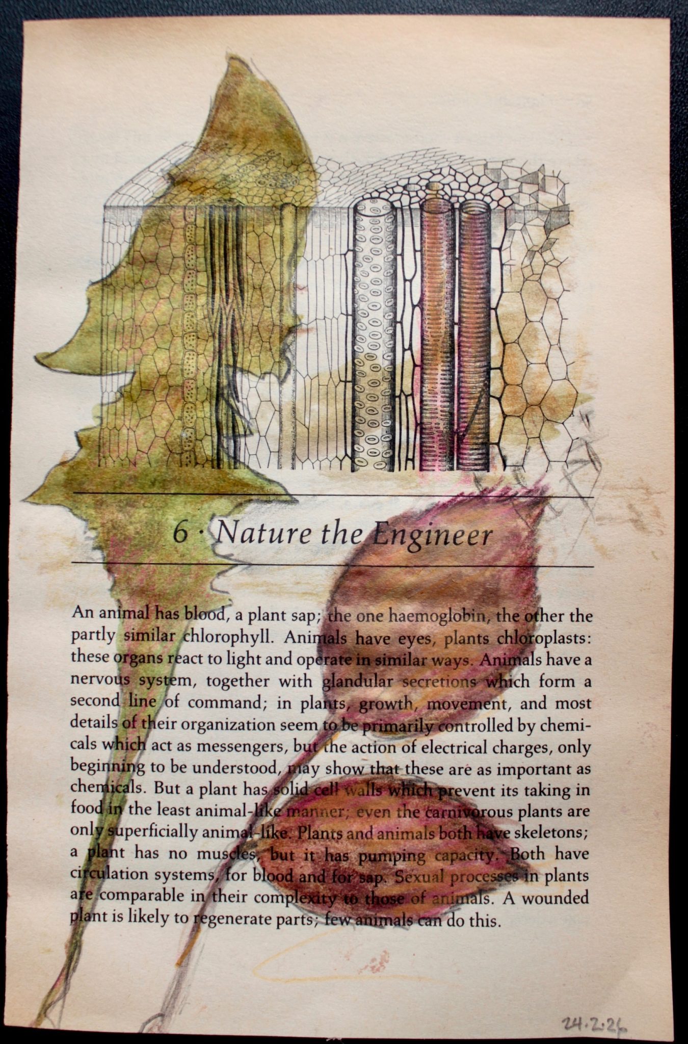 yellowed book page with ink drawing of leaves over the text