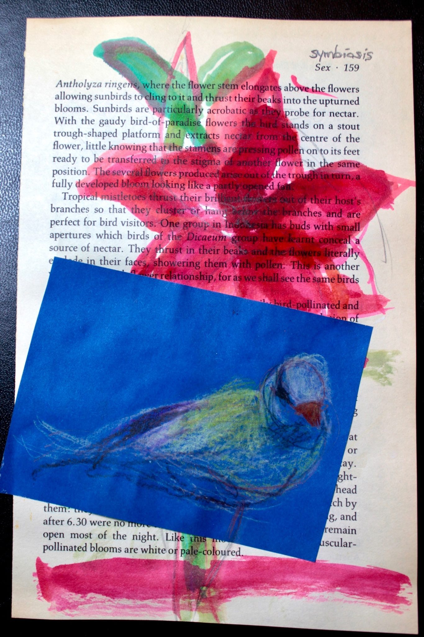 yellowed book page with drawing of amaryllis bloom and collaged drawing of a bird