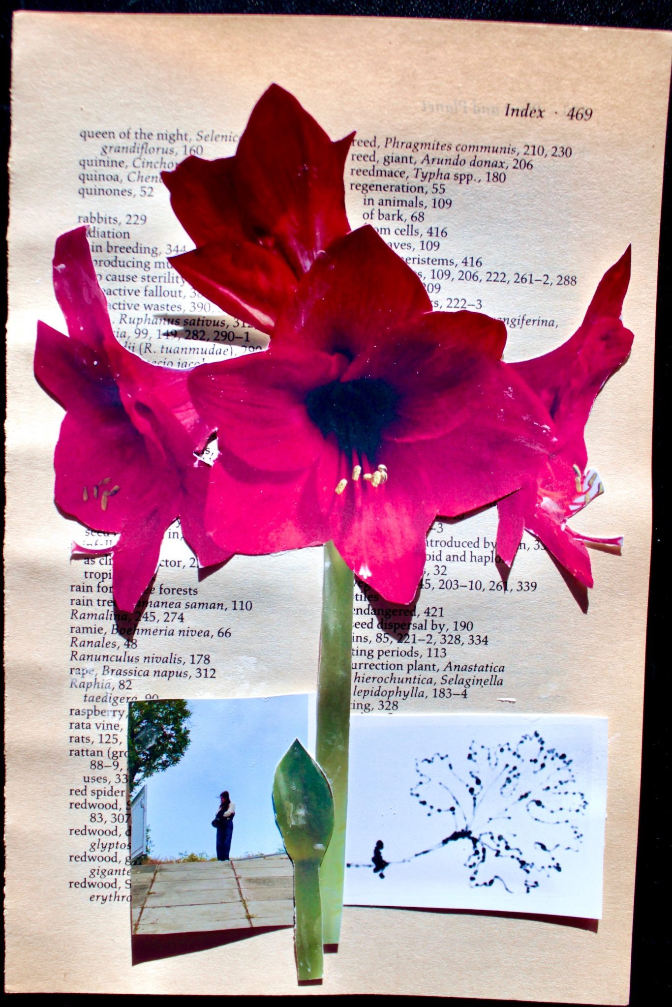 yellowed book page 469 with collage photo of Amaryllis, a small photo of a young woman, a drawing of a figure sitting on the stem of a leaf