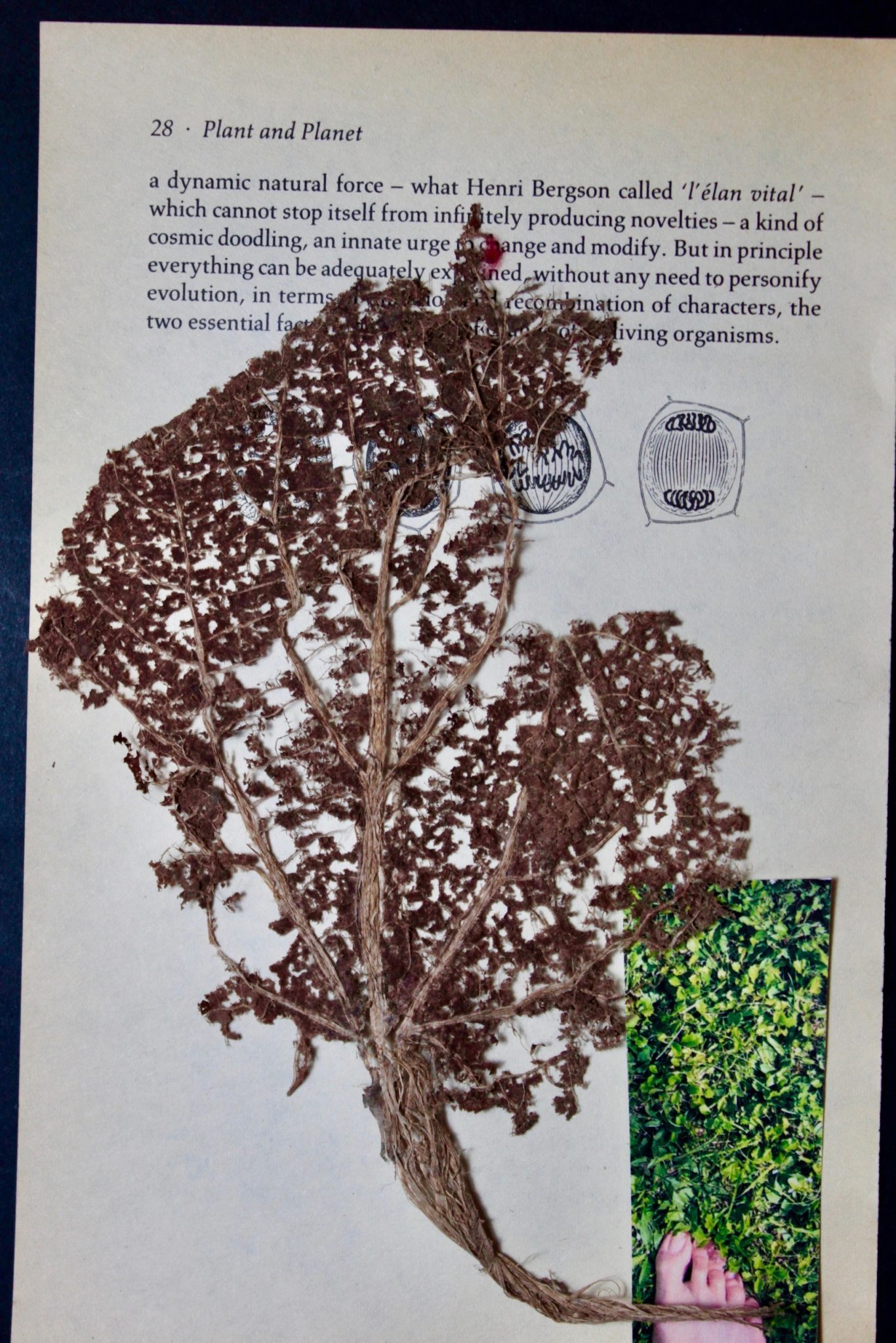 yellowed book page with disintegrating leaf and small photo of feet on grass