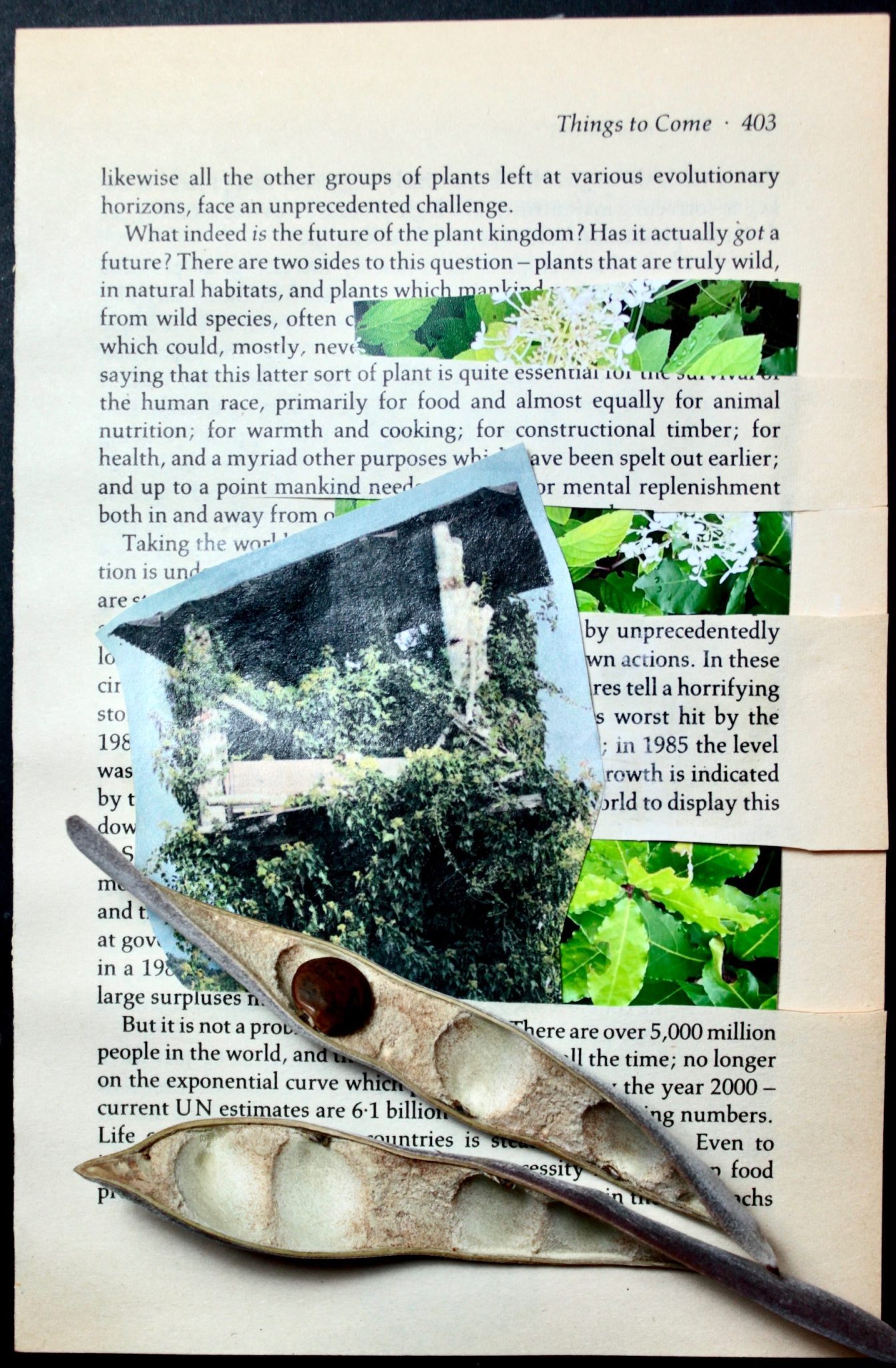 Yellowed page, with collaged treehouse photo, leaves woven between text lines and seed pod with 1 seed left inside