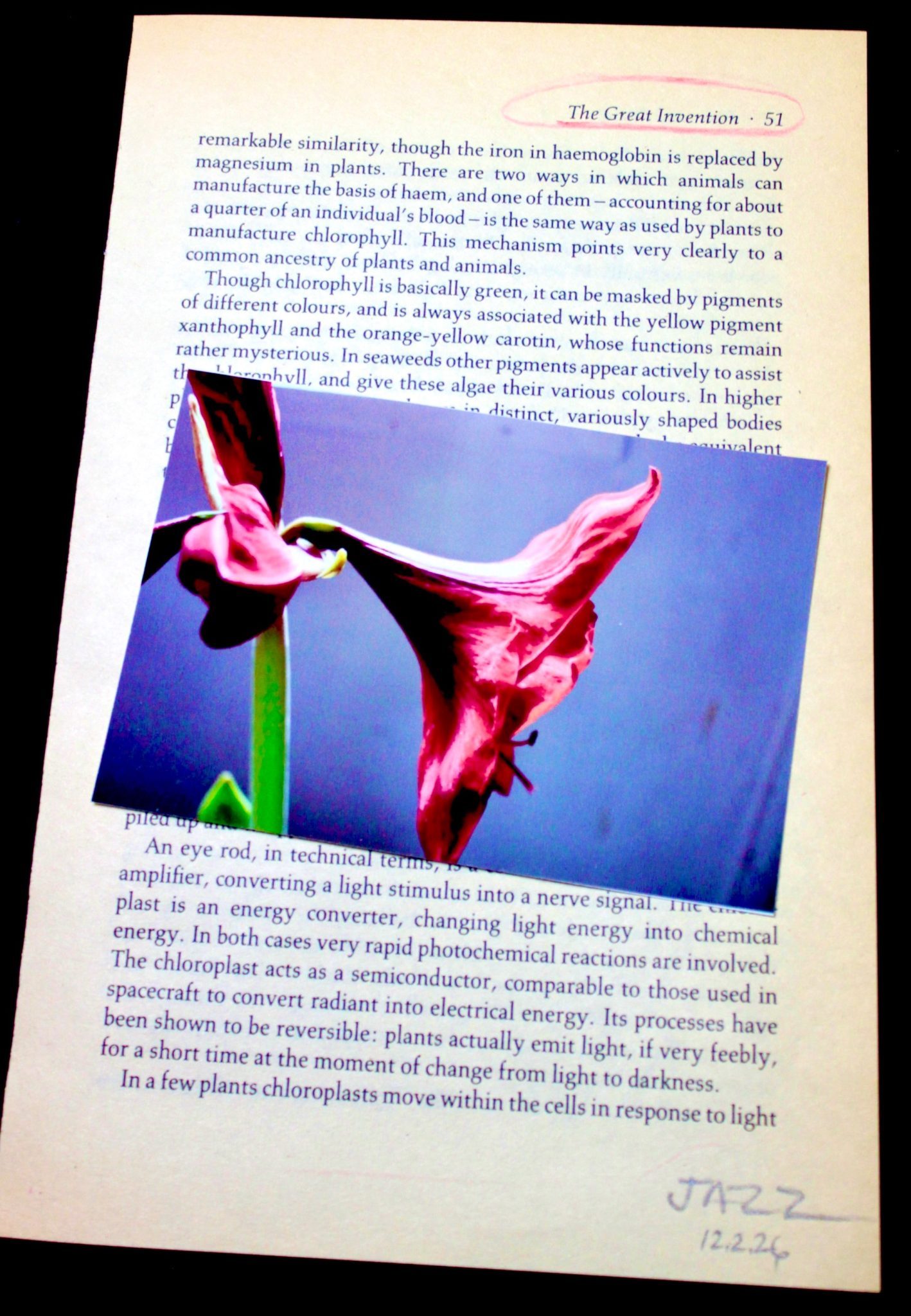 yellowed book page with collaged photo of red amaryllis trumpet collaged