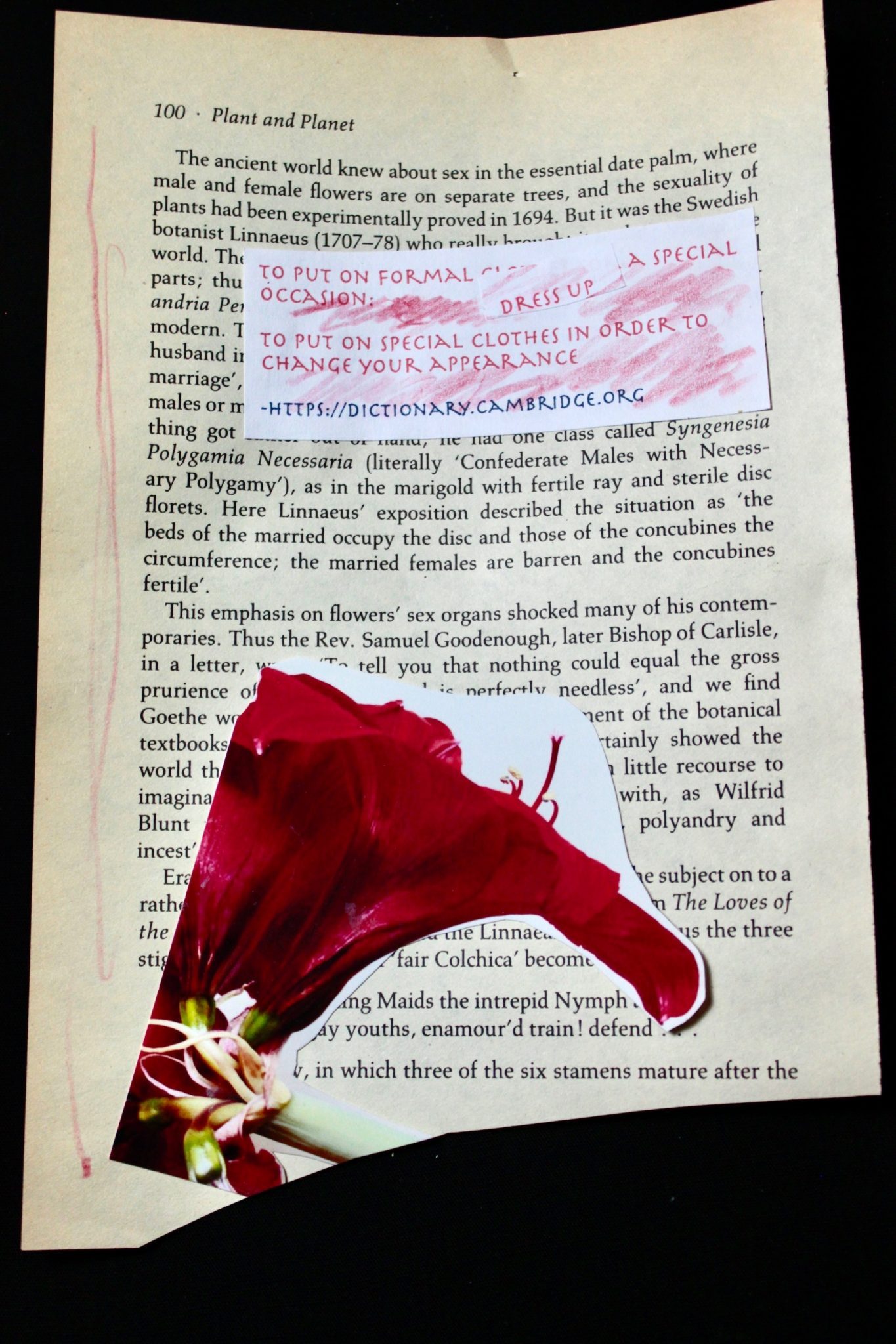 yellowed book page 100 with collaged text (definition of dressing up) and collaged photo of amaryllis