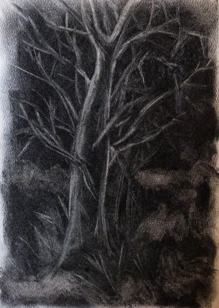 Charcoal covered paper erased to reveal a winter magnolia