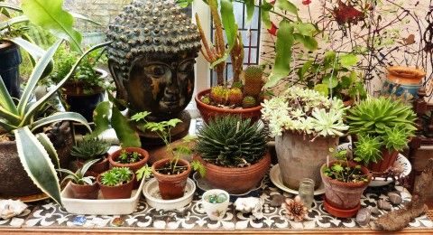 photograph of part of artist's home, lots of plants, abstract line painting in background, Budha head and pebbles, broken ceramics and an old cobblers shoe mould (dug up from neigbours garden!)g