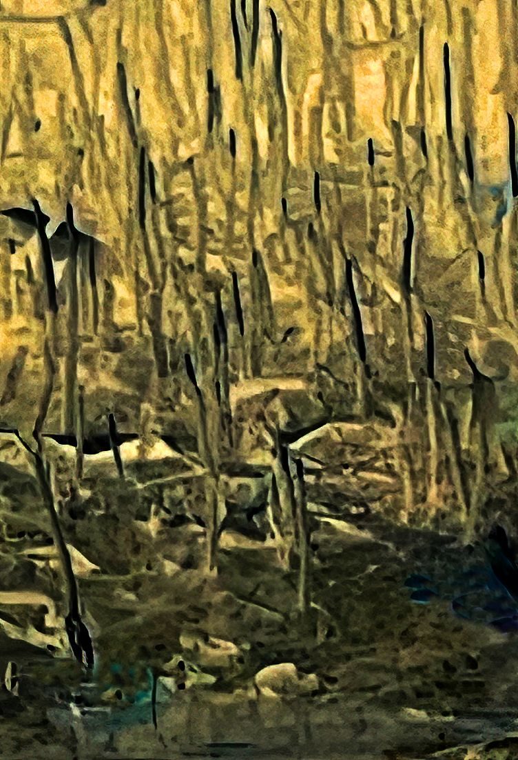 Photograph of visible mangrove roots at low tide