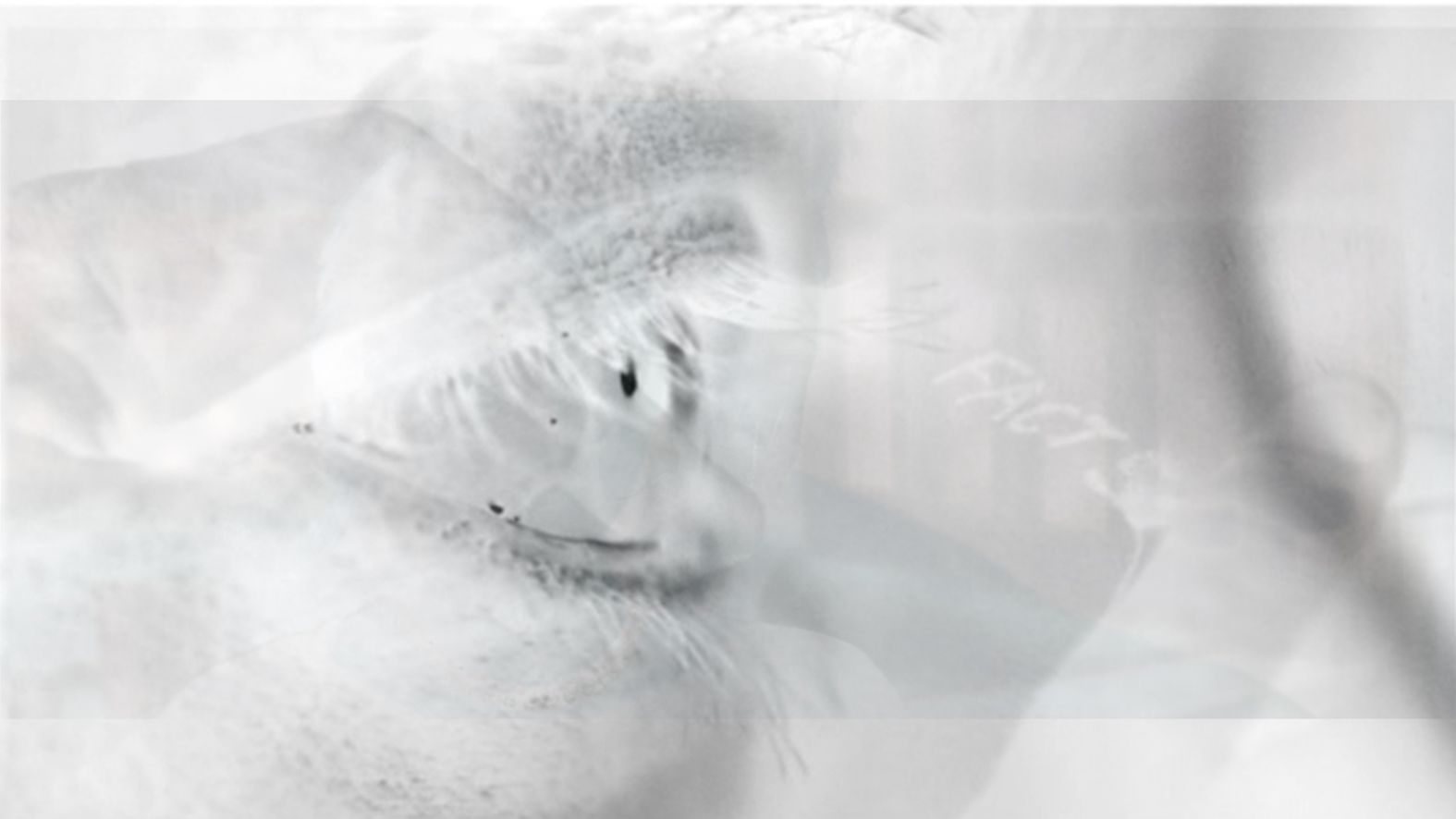 Four stills from the film 'Memento' overlaid and then inverted, so it looks like a film negative.