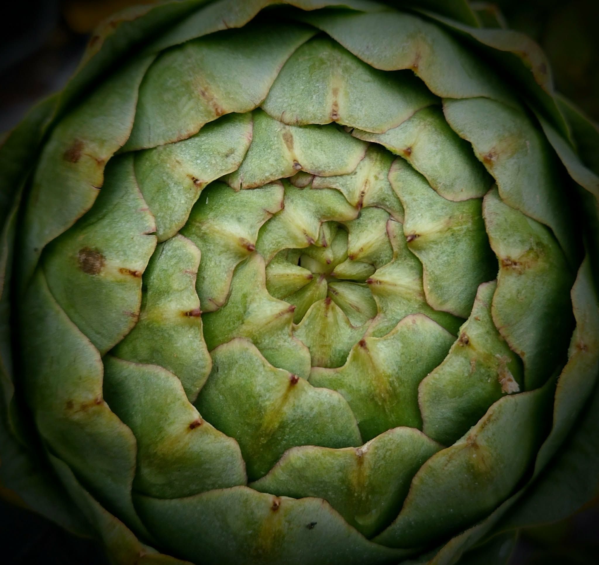 Photo of artichoke top