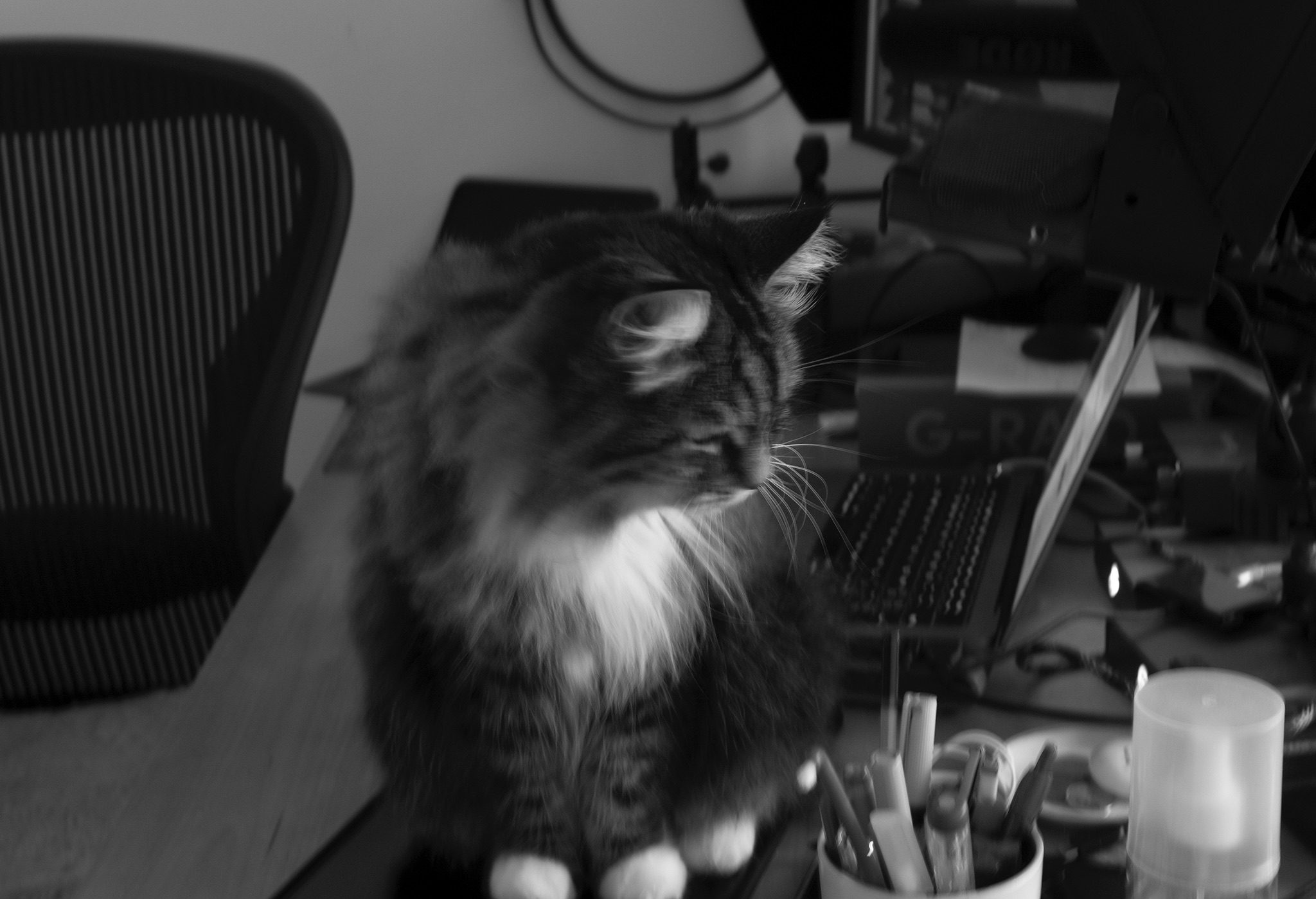 My cat Madhuri sitting on my tablet matt, making it hard to work on my computer