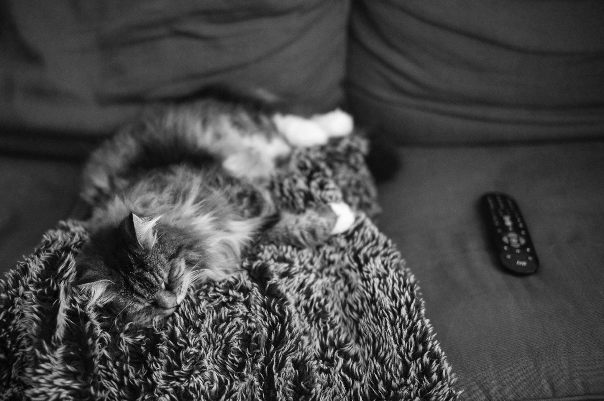 Black and White Image of my Cat Madhuri sitting on the sofa with the TV remote and the blanket she loves to sleep on.