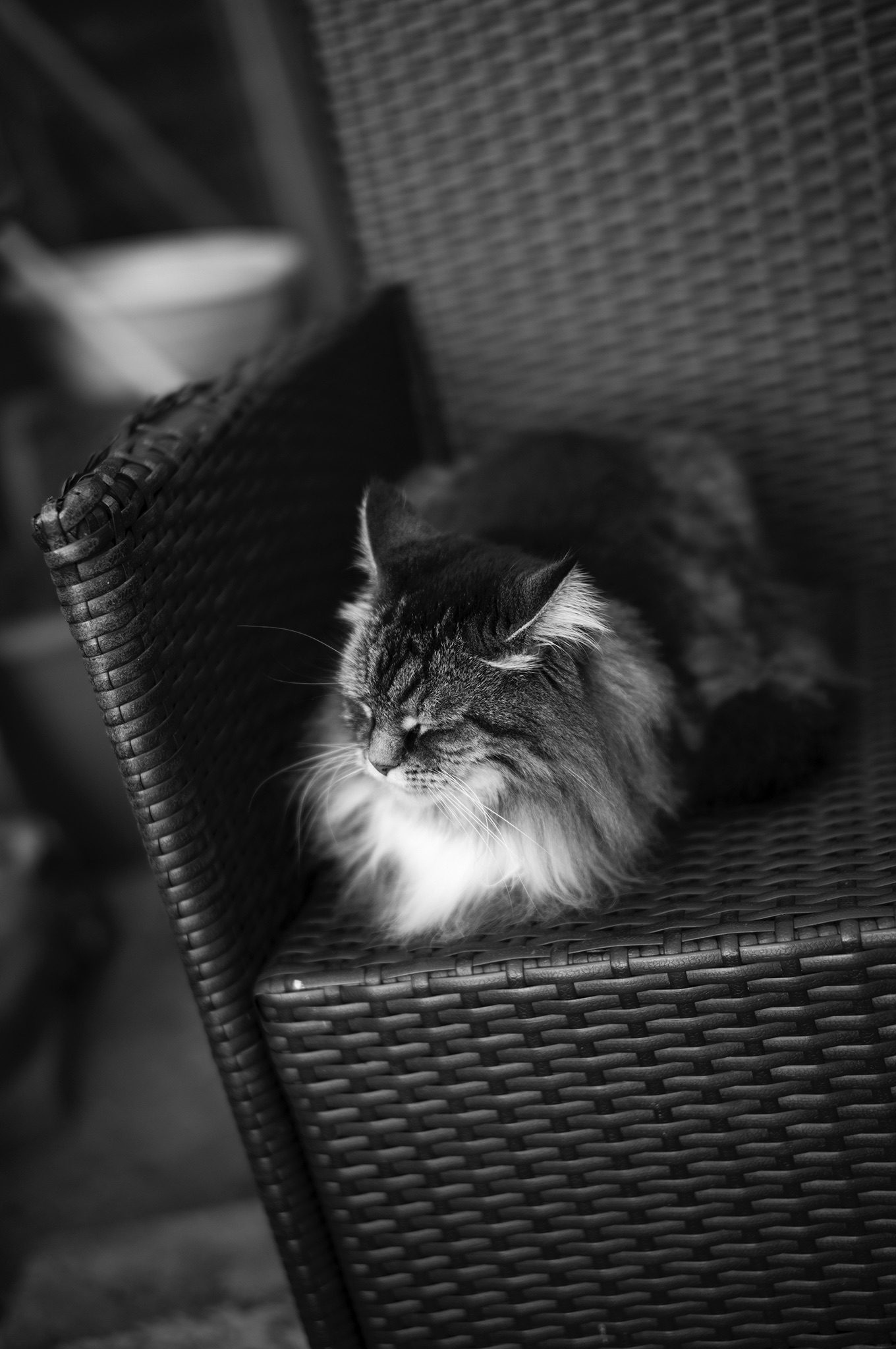 Black and White image of my cat sitting outside not wanting to play with me!