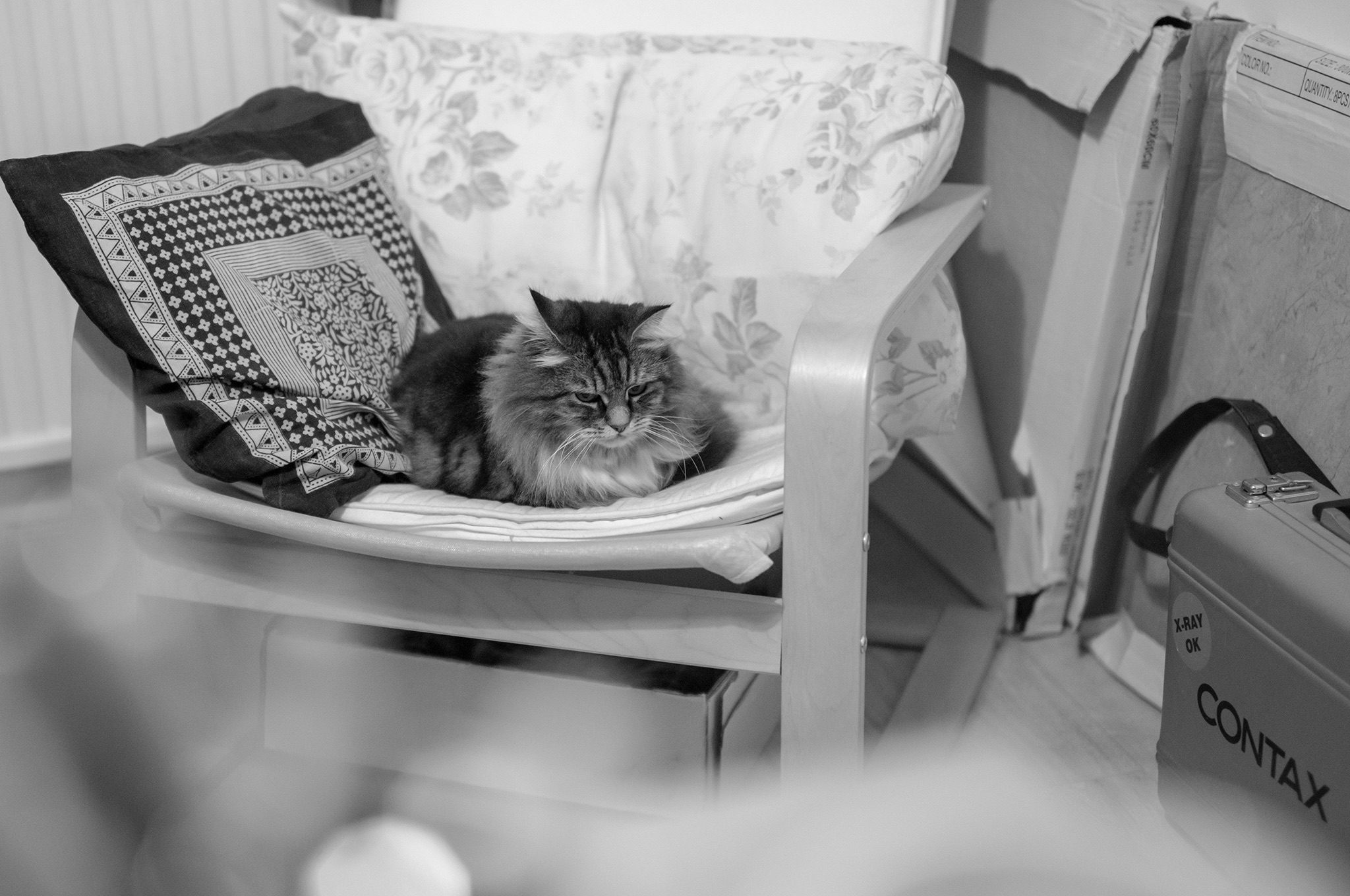 Black and White image of my cat sitting in her office chair.