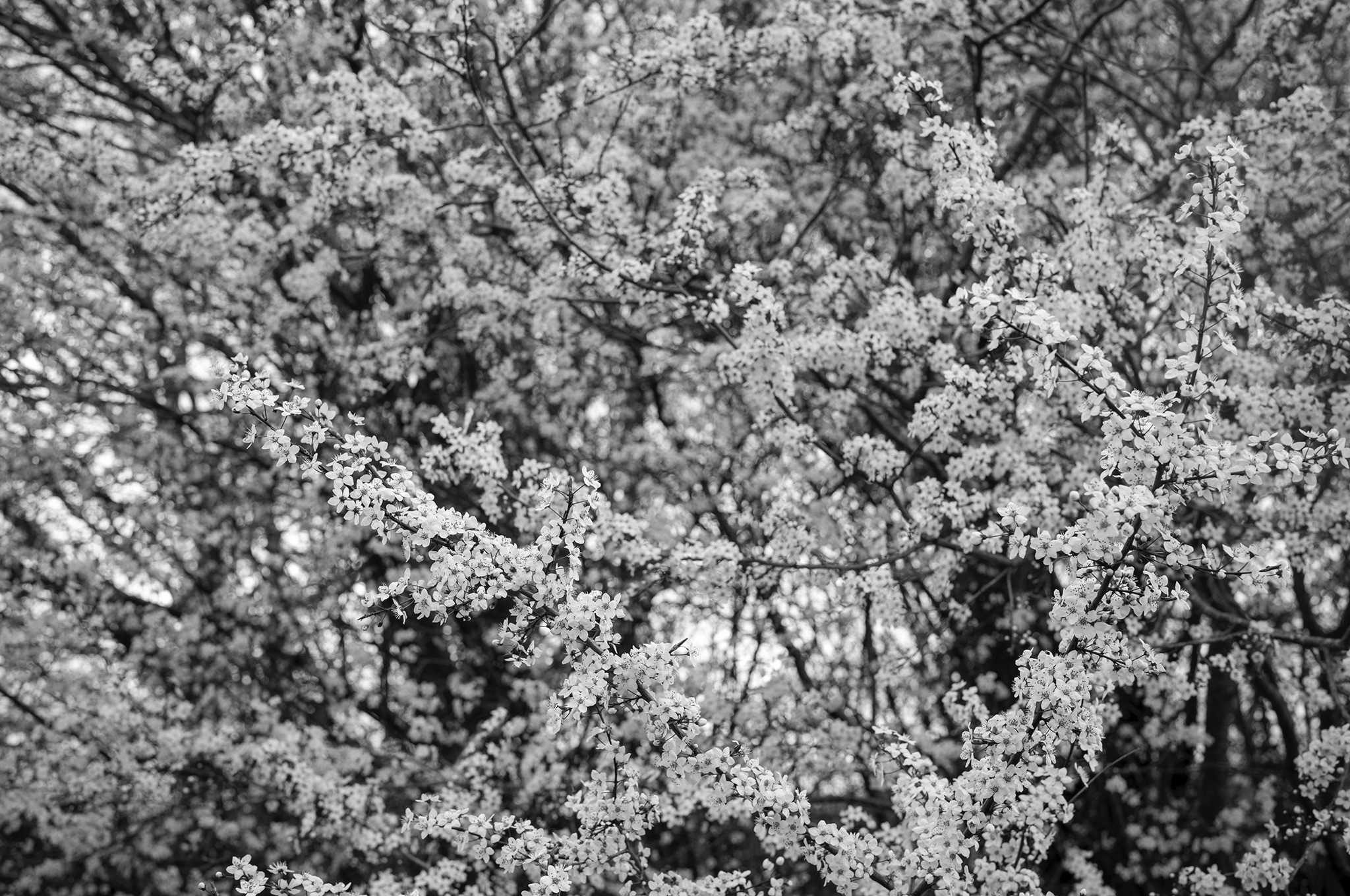 Black and White image of a tree in blossom