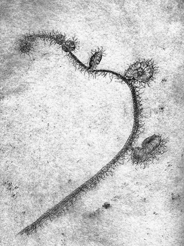 Hard ground black and white etching of an unfolding fern frond, hand printed on Hahnemuhle paper. Looking close up at ferns developing makes me feel in awe of nature.