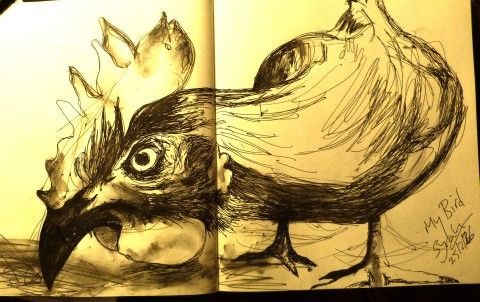 pen drawing of chicken reaching down for food