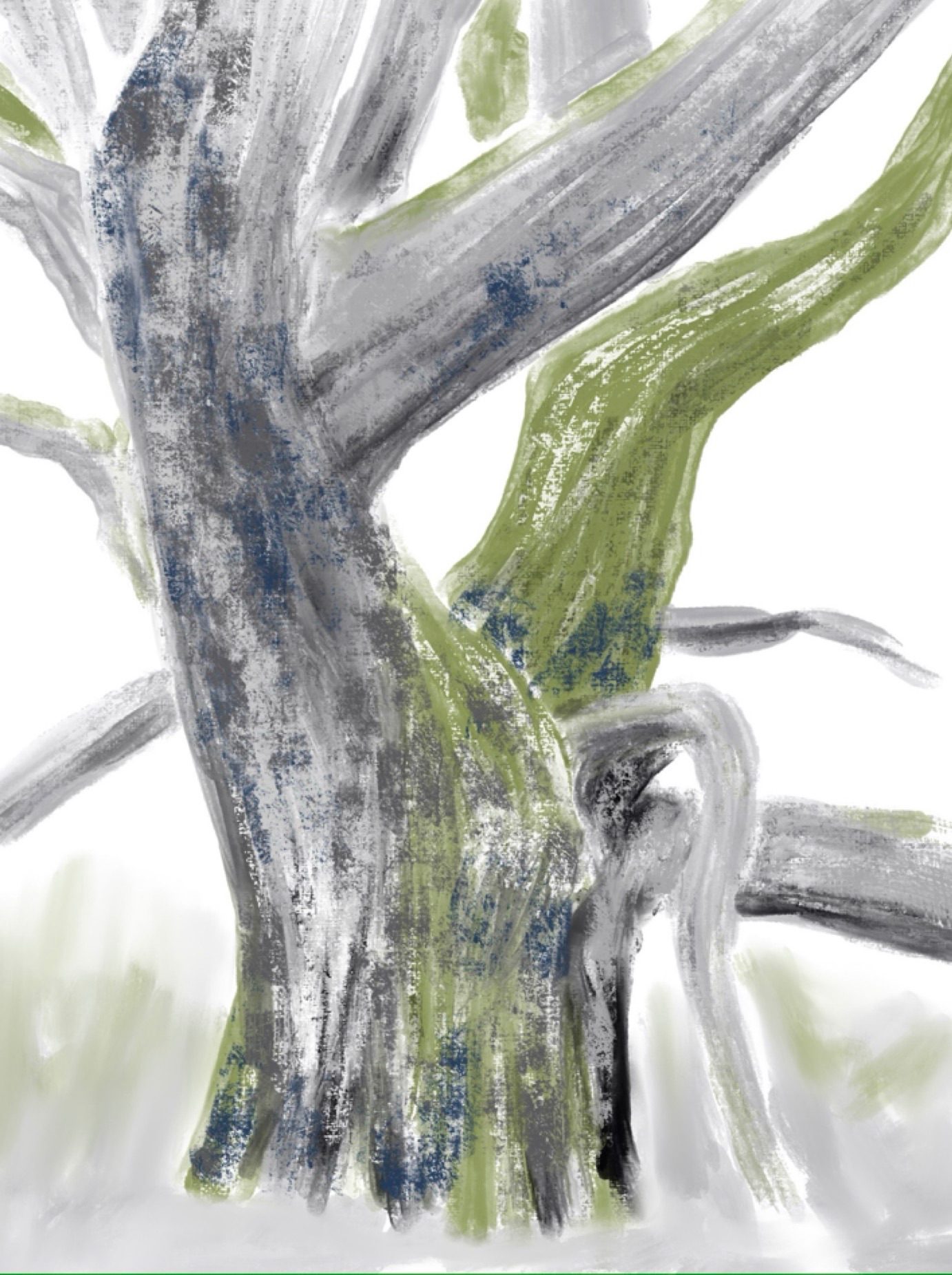 Drawing of oak tree