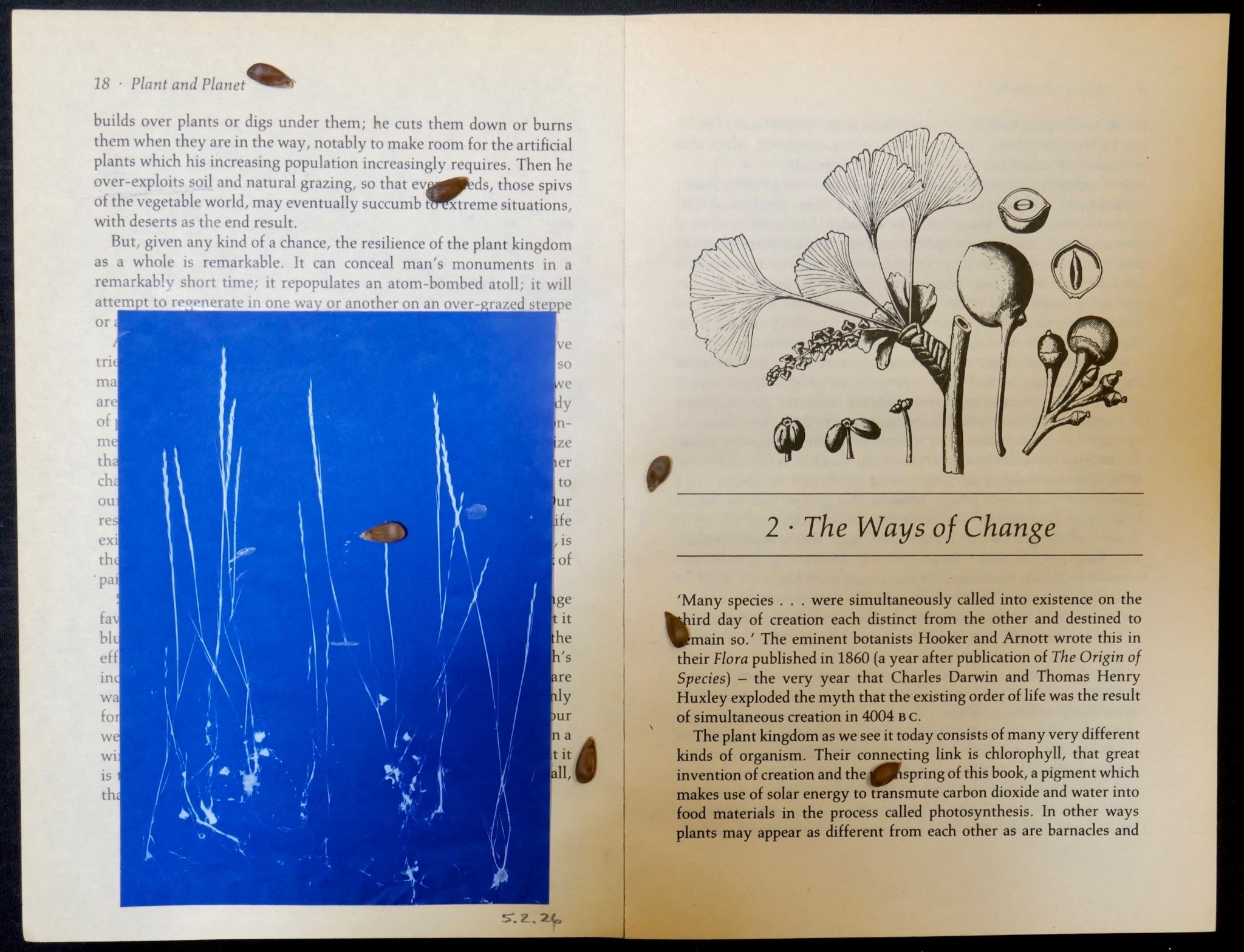 Yellowed book pages, Left side with cyanotype, Right side has book illustration and text. A few seeds are scattered over both pages.