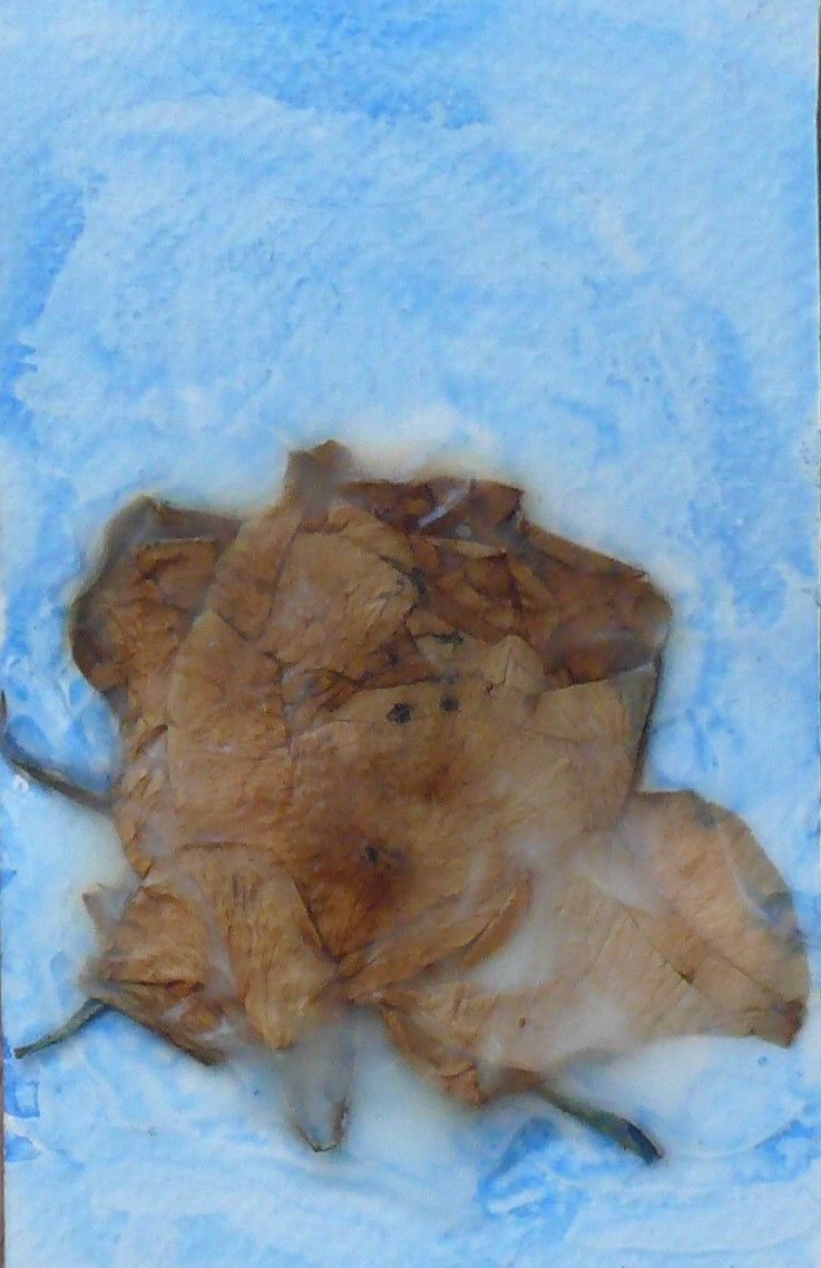 a dried flower with watercolour