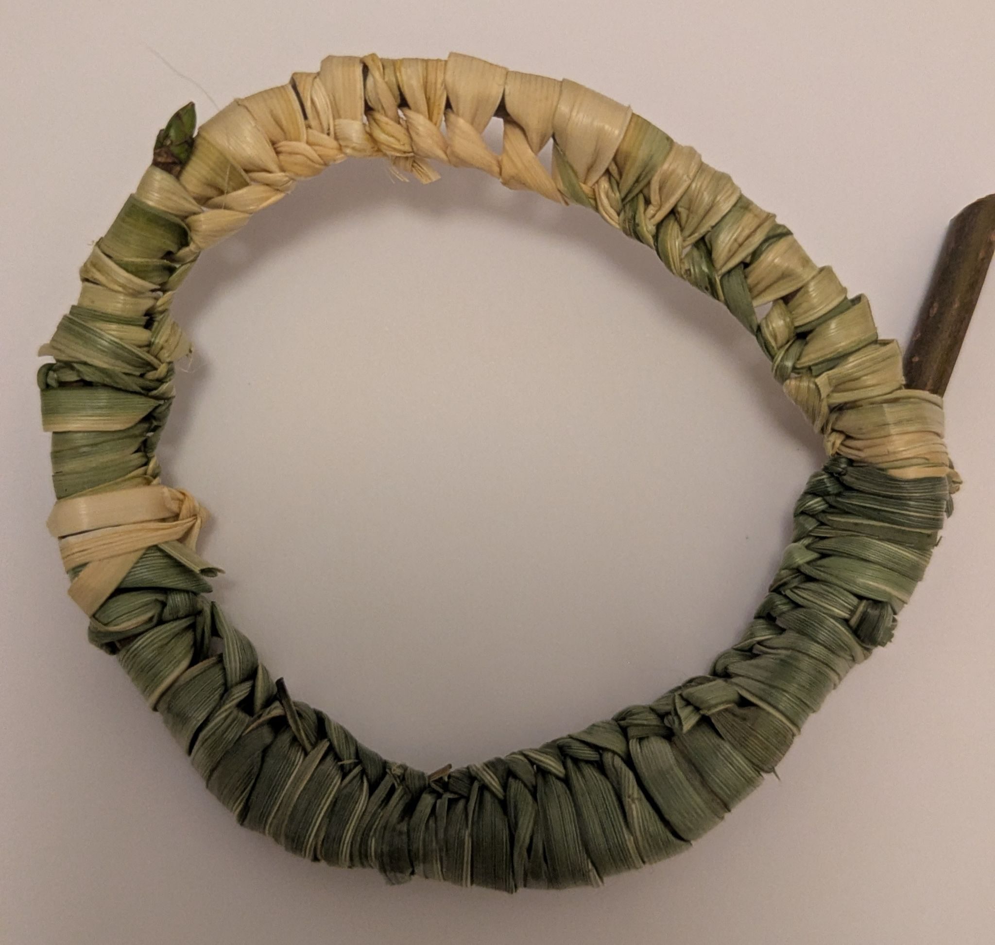 pond grass and green willow