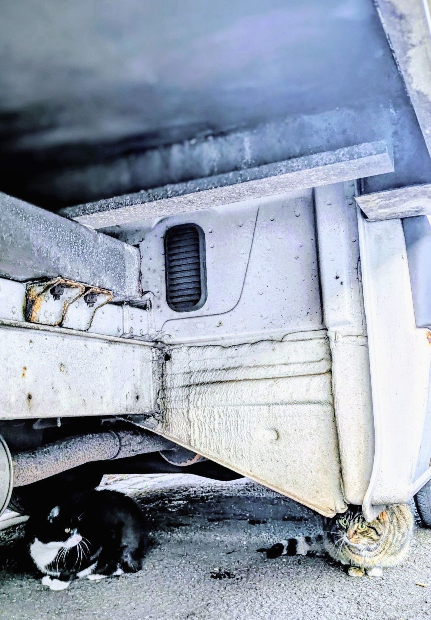 A picture of 2 cats underneath a large vehicle, looking at each other