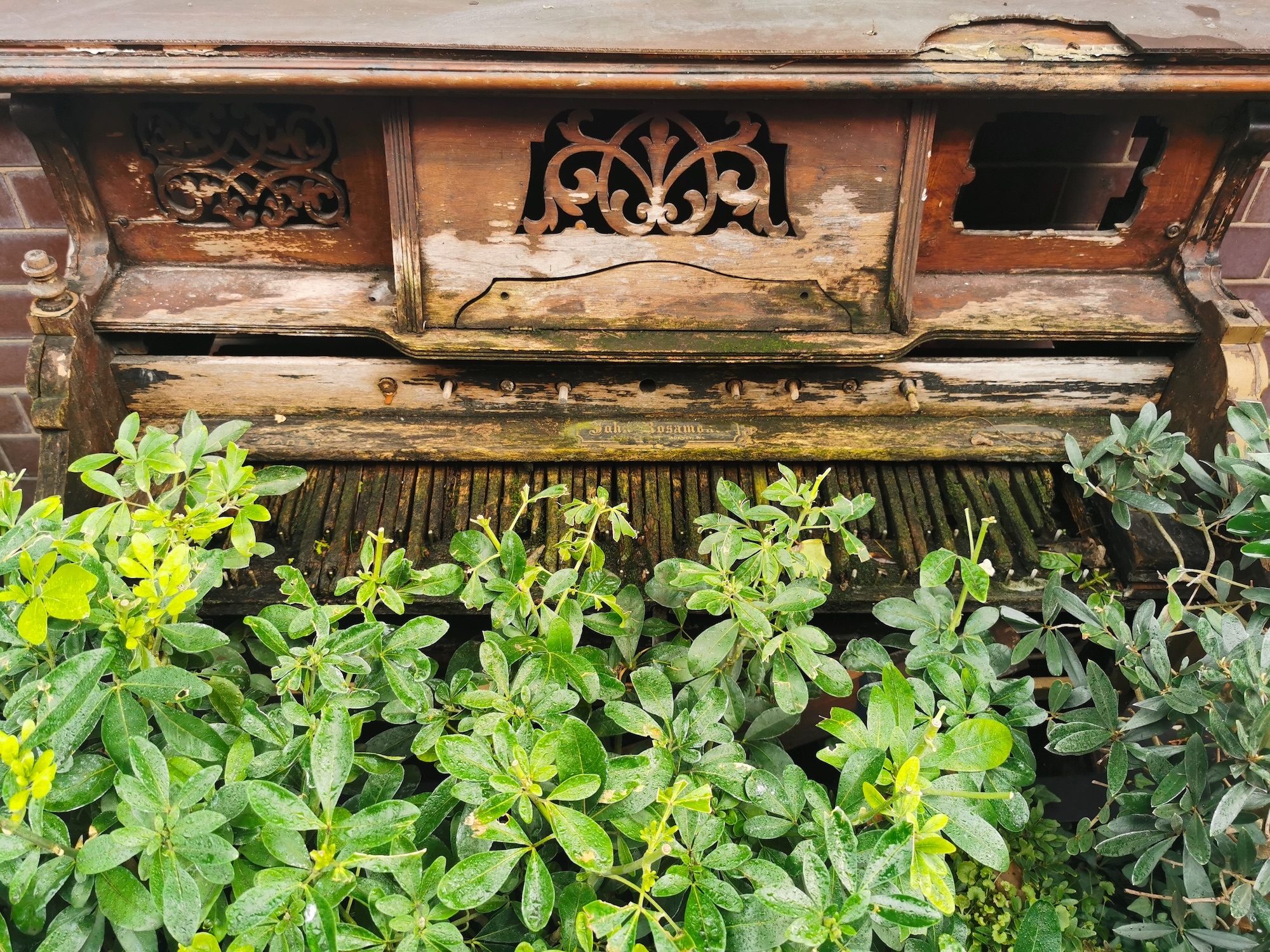 A bush of green leaves covered in rain drops creeps onto the broken wooden keys of a discarded piano
