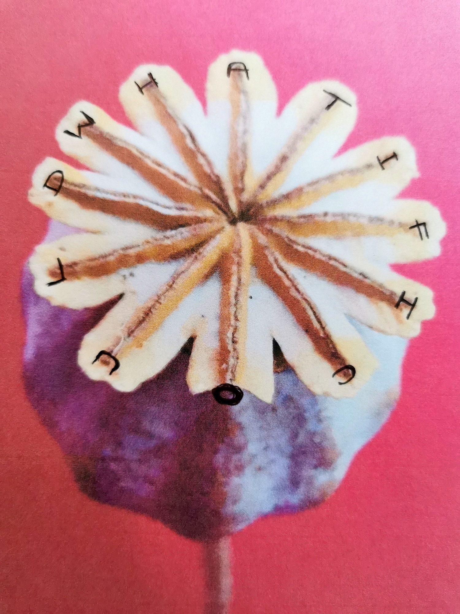 A dried poppy seed head with the letters of 'what if I could' written on each of the splayed fronds on the top.