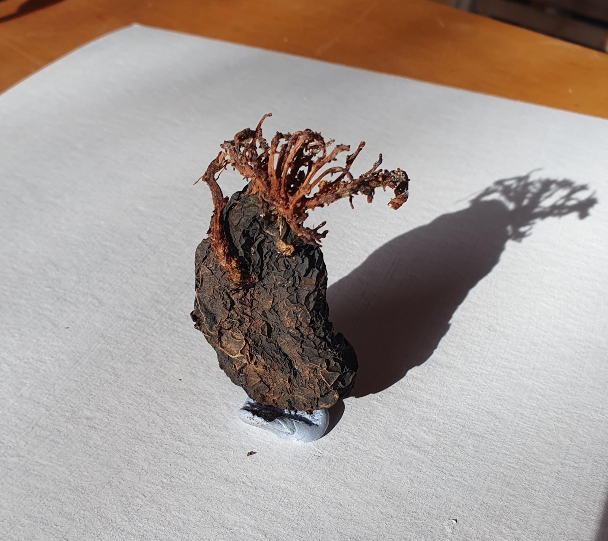 This is a photo of my arty potato. Twenty odd years ago I put a medium seized ordinary potato on a shelf and left it there changing by its own accord. The potato moved house with me twice, but has never been touched or altered. Over time it has developed wrinkles, folds, movement and character.  I 'll cherish it for another 20 years, I hope.