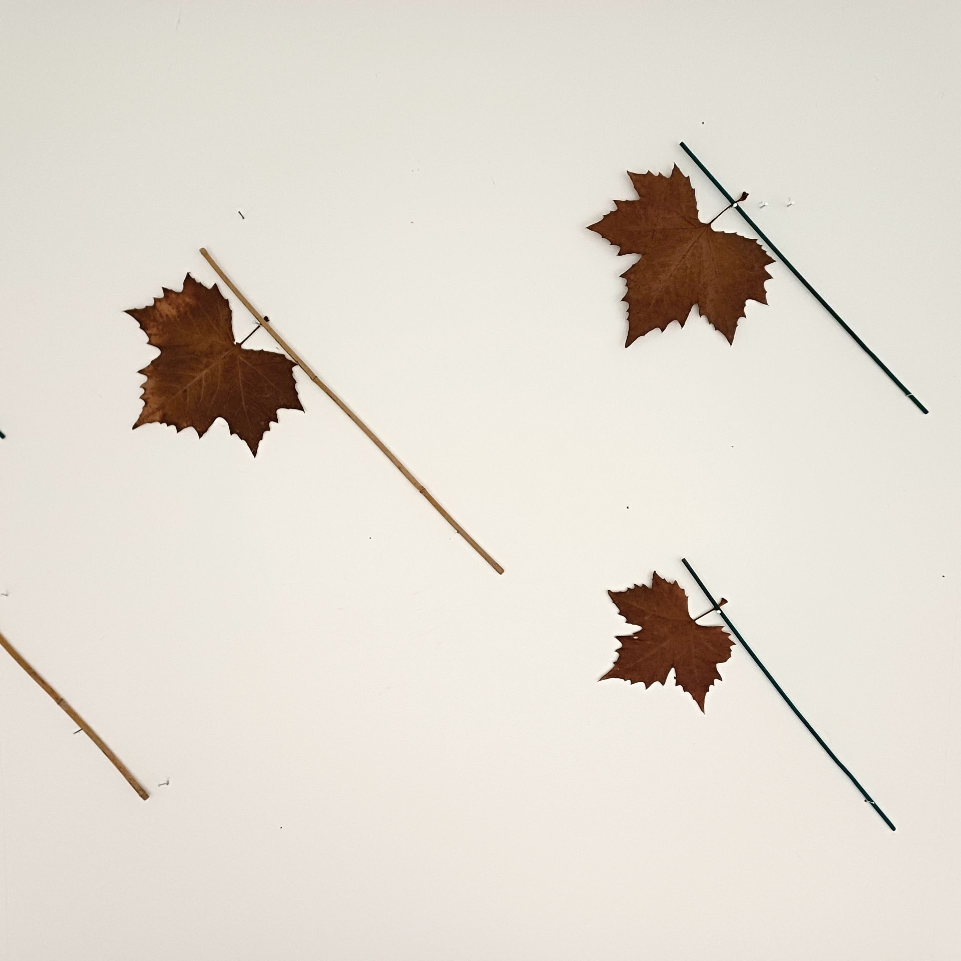 A dried leaf is attached to a stick so that it protrudes from one end.  The leaf is chestnut coloured and is broad with 5 sharp triangular points with serrated edges.  The work reads as if the leaf is an axe head, the stick the handle, positioned at an angle it is a kind of reversal of cutting down the tree, now the tree cuts down something, climate change regulation ?