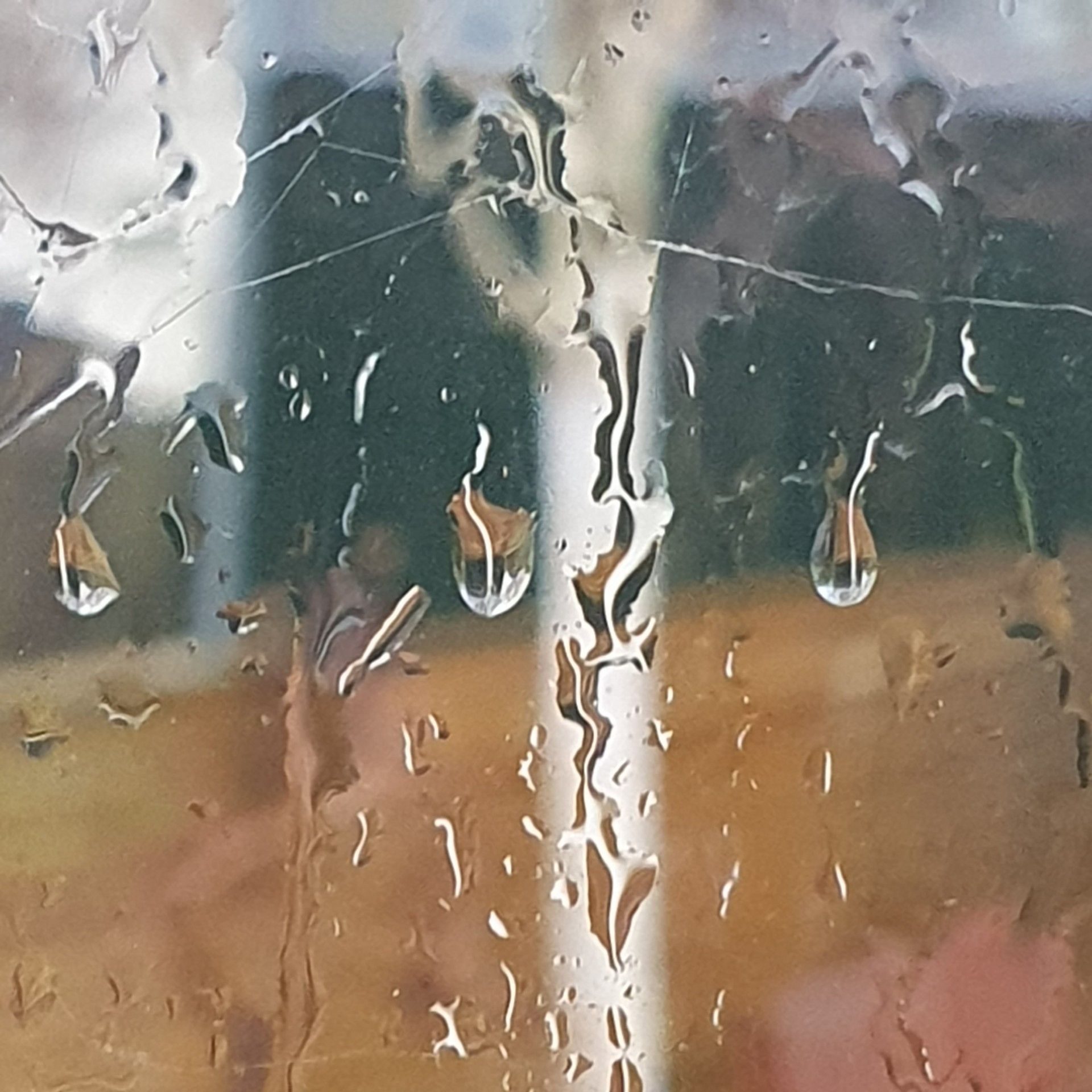 Photo of our birch tree in the rain - taken from indoor my studio