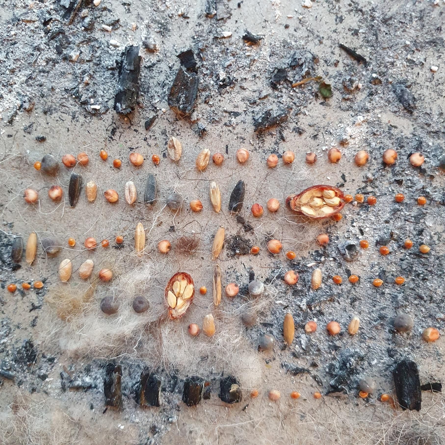 Rows of Seeds from grass, barley, wheat and roses on ashes and bits of coal