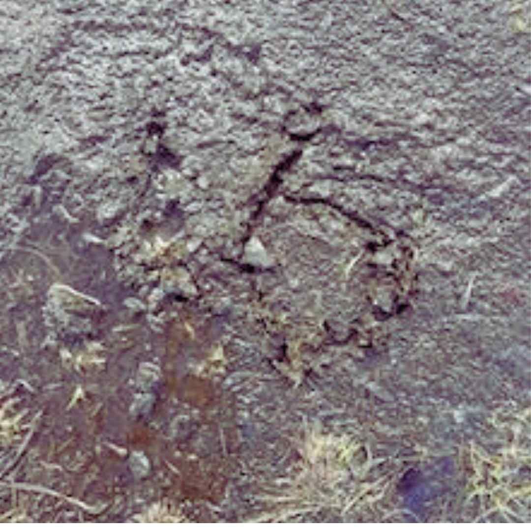 photo of number 16 in a muddy field