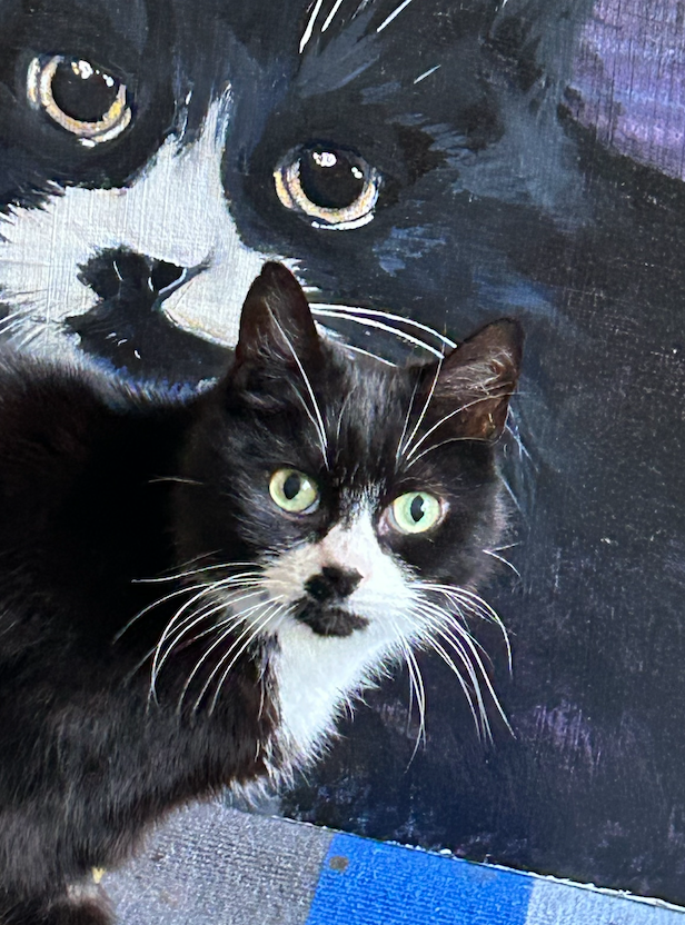 Cat looking at portrait of herself