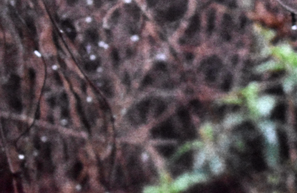 Soft blurred coloured forms of green buddleia leaves and reddish brown silver lace vine twining branches with a sprinkling of soft rain.