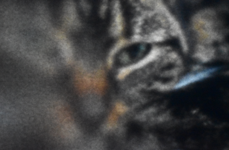 a soft image of a tabby cats face, in close up which half fades away into soft grey and brown.