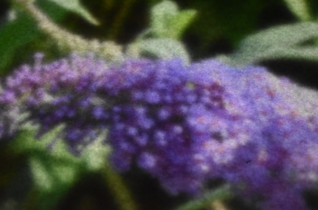 Lilac buddleia flower in bloom with green leaves behind, soft and blurry forms.