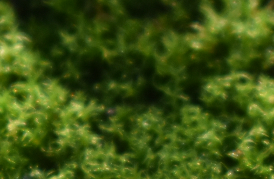 Blurry close up of moss, a vivid green colour and soft shapes fill the screen.