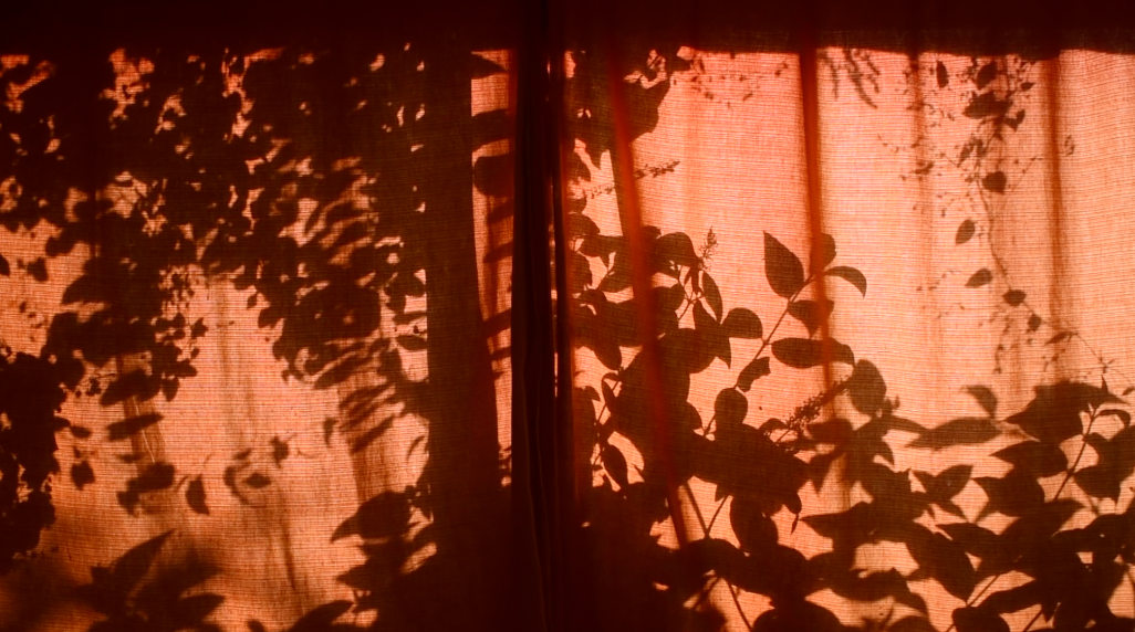 orange curtain illuminated by the sun, with shadows of buddleia and silver lace vine