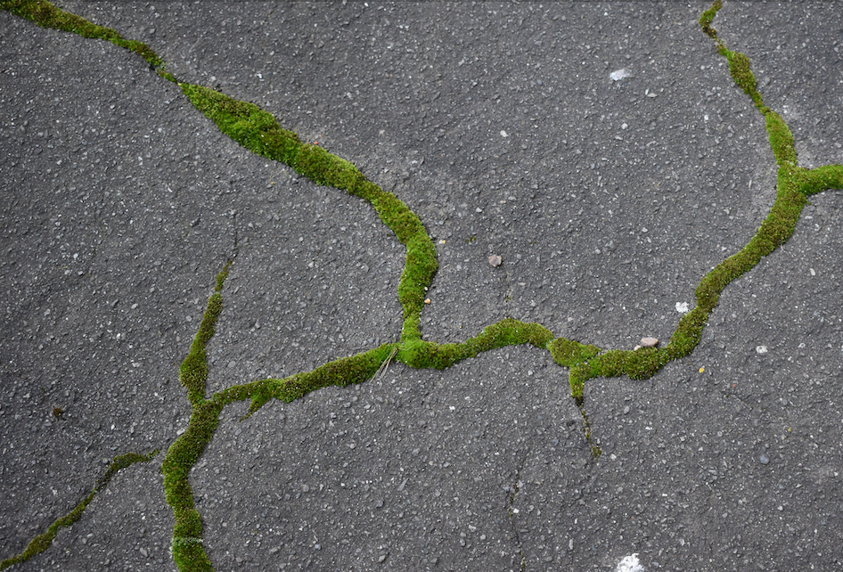 Picture of grey asphalt on the ground, it is cracked and the cracks are filled with bright green moss, which looks like green veins against the grey.