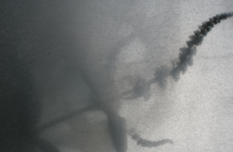 shades of grey: a misty shadow silhouette of a buddleia flower and stem with leaves fading into frosty grey.