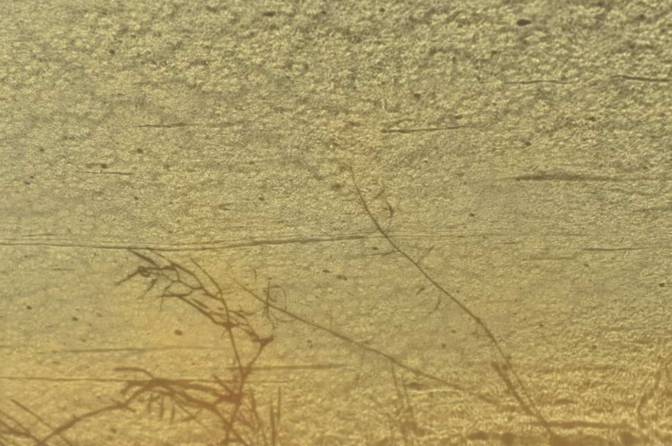 Golden yellow, glass refraction patterns and shadows of hairy bittercress