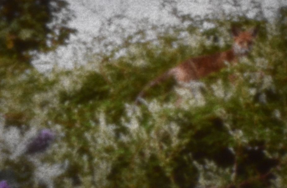 soft image: a fox cub standing on a wall covered in silver lace vine stares ahead.