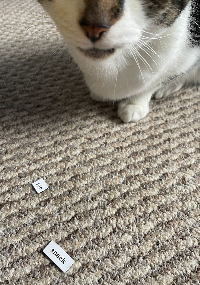 Two black and white tiles that read 'for snack' on a beige carpet, in the background is the bottom half of a white and brown cat face and paws.